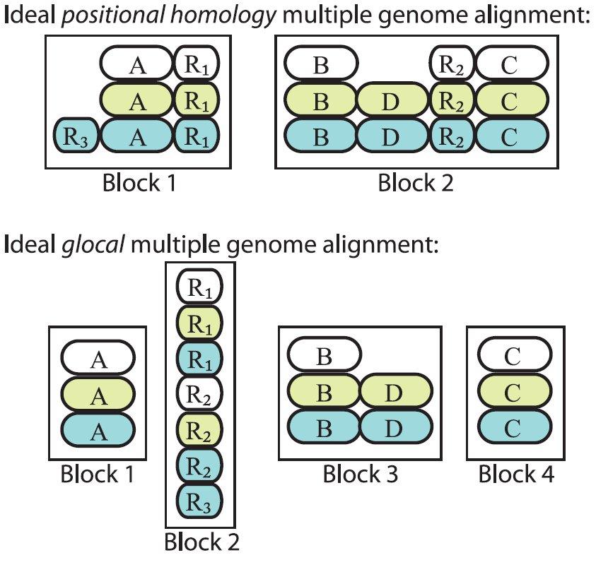 Positional homology: The objective is to align only the positionally conserved copy of repetitive segments. Paralogs, are not aligned, i.e. the alignment does not contain information about duplications.