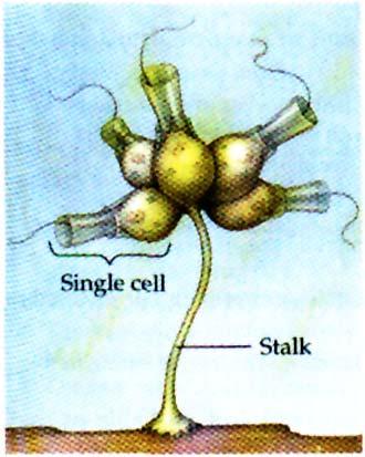 Animals evolved from Choanoflagellate Ancestors Campbell Fig. 18.