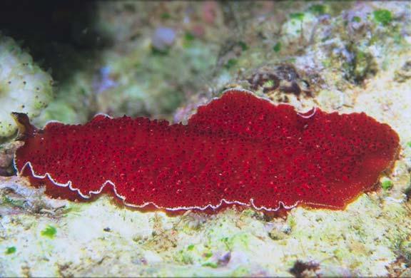 Flatworms (Phylum