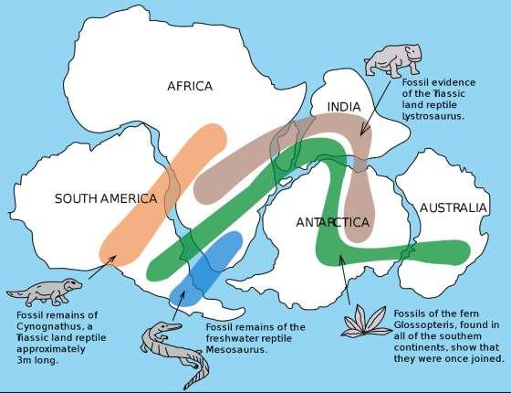 Environment Fossil evidence helps support the Theory of Continental Drift.