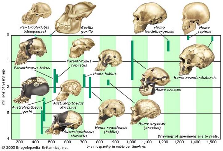 mya, the Homo line had been evolving since the Neogene Period 6 7 mya During the Quaternary, Homo