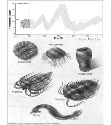 The Cambrian Explosion This arms race fueled evolution s progress and within 20 million years of the