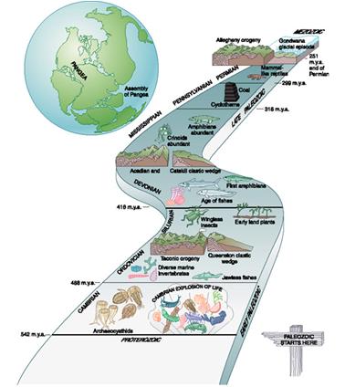 Periods of the Paleozoic Cambrian explosion of life Ordovician adaptive radiation of animal phyla formed during the Cambrian including the formation of vertebrates Silurian major arthropod