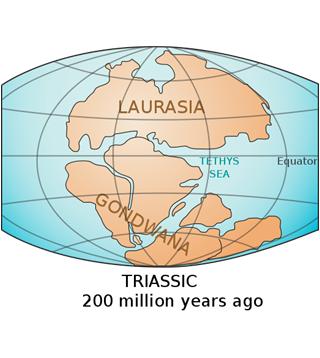 200 145 mya The Jurassic Period Beginning of Jurassic