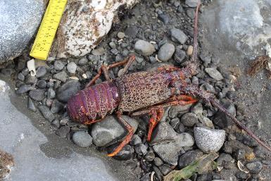 crayfish Low tide tide: