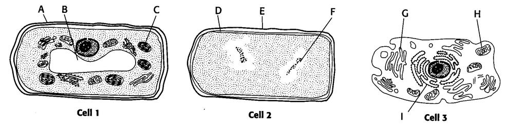 Biology students were working on a class project. They received a picture of a bacterium, a plant cell and an animal cell, only the pictures were not labeled.