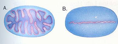 7. Investigate the pictures below. What is the advantage of having folded membranes in a cell? (hint: estimate the length of the surface area of each membrane.) 8.