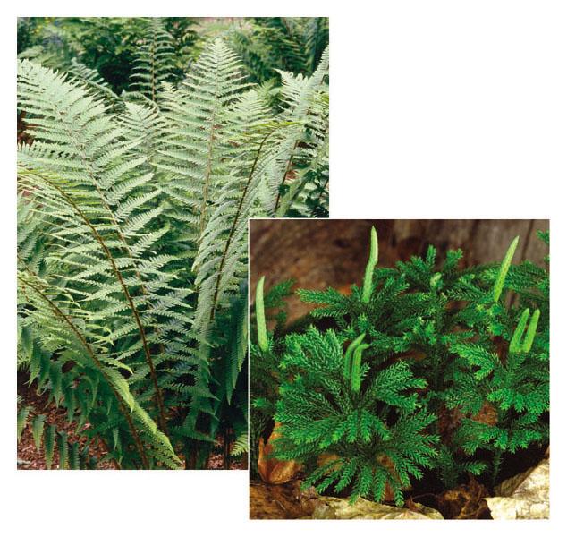 Ferns are seedless vascular plants with