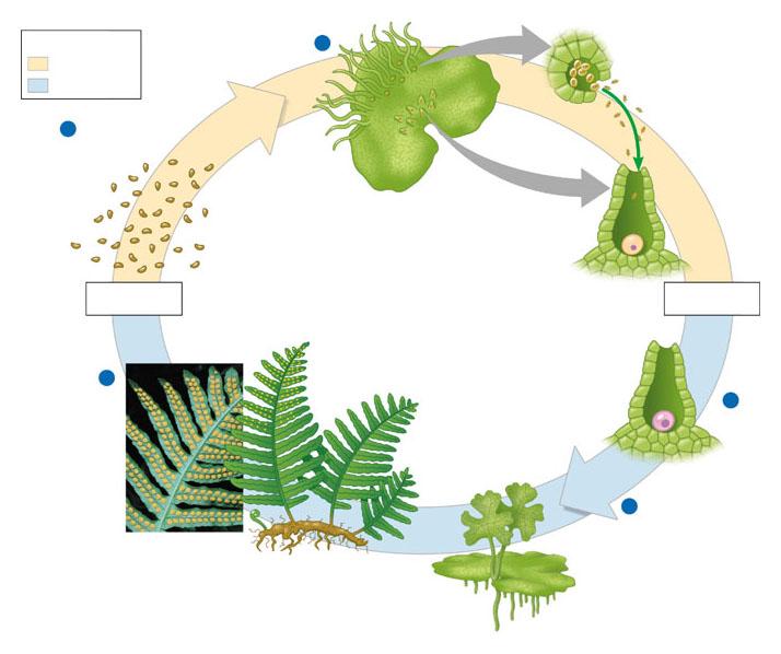 Life cycle of a fern Key Haploid (n) Diploid (2n) 5 Mitosis and development Meiosis Spores (n) 1 Gametophyte (n) (underside) Egg (n) Sperm (n) (released from male gametangium) Female gametangium (n)