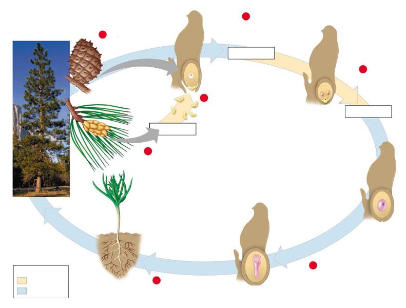 Life cycle of a pine tree 1 Female cone bears ovules. Pollen grains (male gametophytes) (n) Meiosis Ovule 4 A haploid spore cell in Scale ovule develops into female gametophyte, which makes eggs.