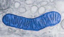 Outer Outer Inner Inner Figure 6 Mitochondria break down sugar and make ATP. ATP is produced on the inner.