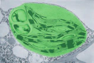 in plant and algae cells where photosynthesis occurs Figure 7 Chloroplasts harness and use the energy of the sun to make sugar. A green pigment chlorophyll captures the sun s energy.