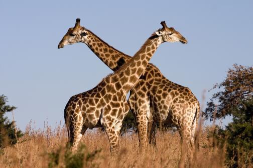 4. A giraffe