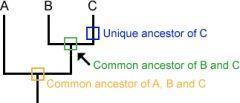 Understanding Phylogenies When a lineage splits (speciation), it is represented as branching on a phylogeny.