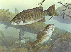 Smallmouth Bass Scientific classification Class: Actinopterygii Order: Perciformes
