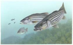 Striped Bass Scientific classification Kingdom: Animalia Phylum: Chordata Class: Actinopterygii