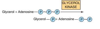 When ATP acts as a phosphate donor to form compounds of lower free energy of hydrolysis, the phosphate group is