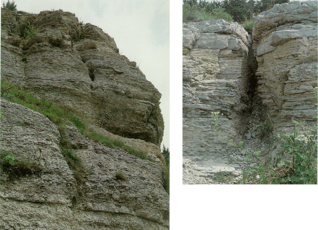 Biogenic sediments: limestone (Muschelkalk,