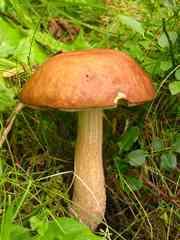 Unlike plants, Fungi are not anchored to the ground. They do not perform photosynthesis.