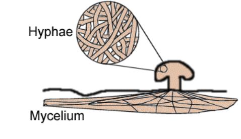 You rarely see the mycelium. Not only can it be very small size, but also it is usually buried deep within its food sources.