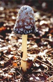 Club Fungi (Basidiomycetes) Produces spores in structures that look like