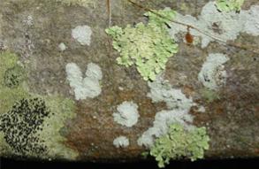 Together, they make a "lichen". The fungus is usually an ascomycetes.