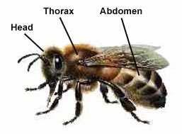 The Honey Bee Honey bees are insects. They are hairy insects that are brownish-orange and black. Like all insects they have three body regions; head, thorax and abdomen.