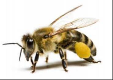 Bee Colony Collapse Disorder (CCD) Remedy Utilizing Environmental