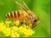 History C) Modern Beekeeping Techniques D) Honey Source Plants E)