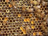 Plants and Honey Bees C) Plant Balance Improvement D) Environmental