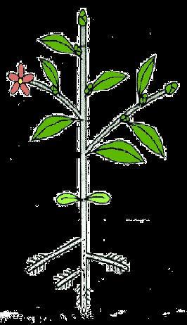 Sun Photosynthesis Terminal Bud Flower Main Stem Nitrogen (Leaf Stem) Phosphorus (Flower) Lateral Branch 43 Potassium (Fruit Root) Node Cotyledon Bacterium Nitrogen Fixation Phosphorus 43 Nitrogen