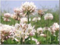 There are approximately 120,000 kinds of honey plants in the world and honey bee natural functions have led to numerous