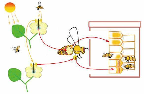 Flowering plants provide nectar by converting sunlight energy to sugar. Honey bees derive nutrition from nectar and this fuels bee flight, bee hives and bee hive construction materials.