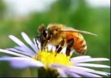During surveillance flights, worker bees use their senses of sight and smell to very carefully investigate and identify optimal flowers to collect nectar and pollen from.