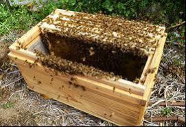 4. COLONY COLLAPSE DISORDER (CCD) A) Bee Disappearance Since 2006, vast numbers of artificially raised worker bees have been dying and/or disappearing in the USA, Canada, the United Kingdom, Germany,