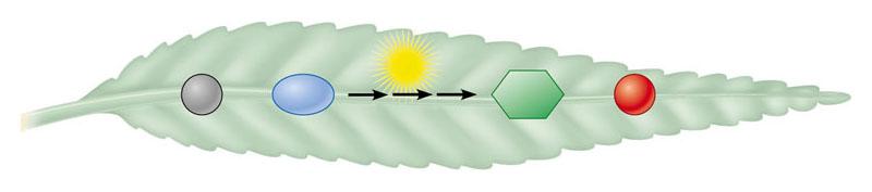 Photosynthesis Life on the surface of Earth is powered by solar energy that is converted into chemical energy in organic