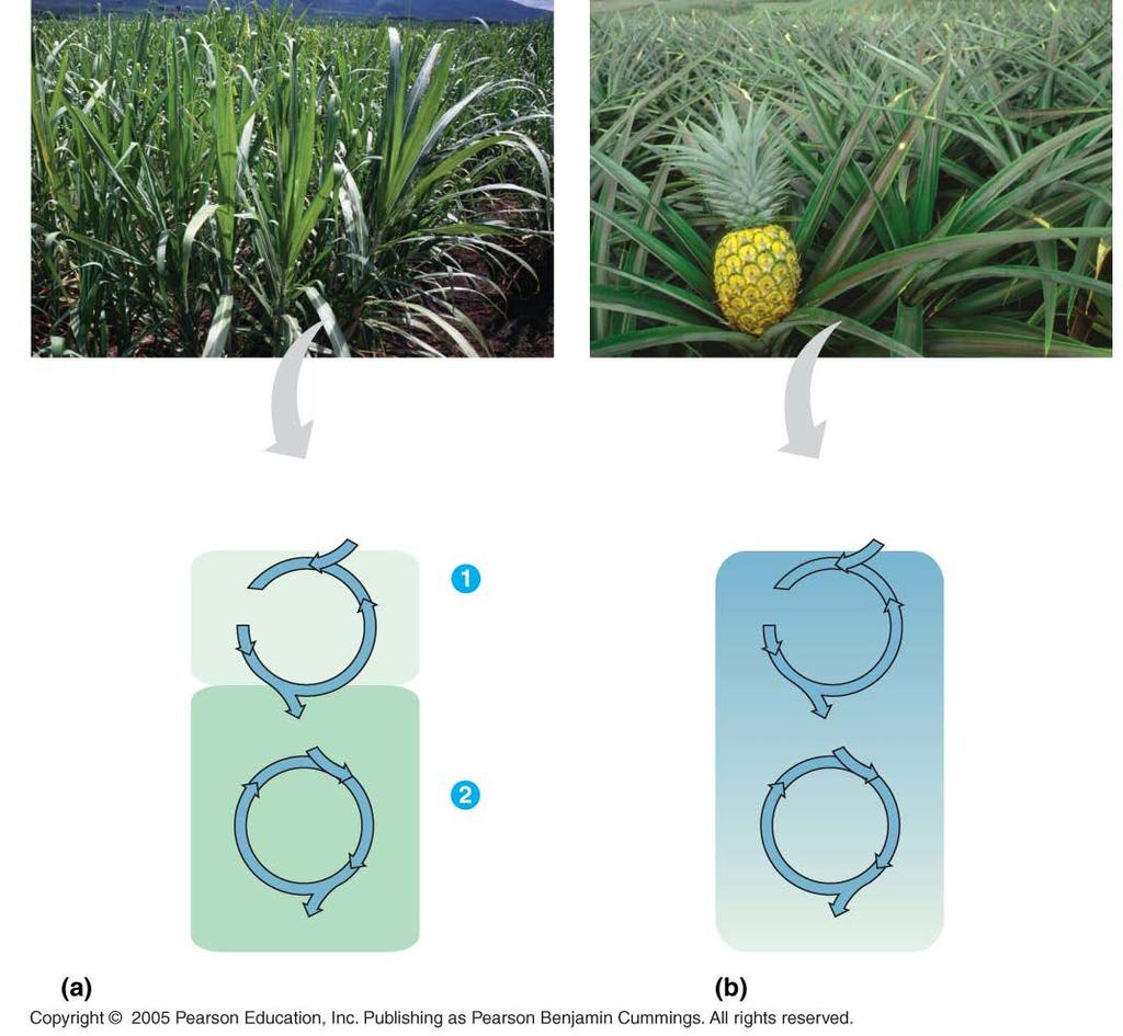 Comparing C 4 and CAM photosynthesis Sugarcane Pineapple CO 2 Mesophyll cell Organic acid Bundlesheath cell C 4 CO 2 CALVIN CYCLE Sugar CO 2 incorporated into four-carbon Organic