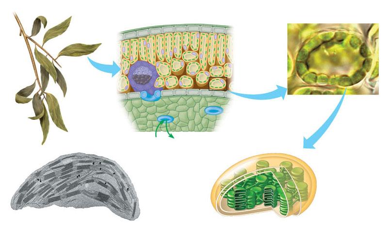 In plants, photosynthesis takes place in green leaves Mesophyll Stoma Leaf Cross Section Mesophyll Cell Leaf Mesophyll Chloroplast LM 2,600