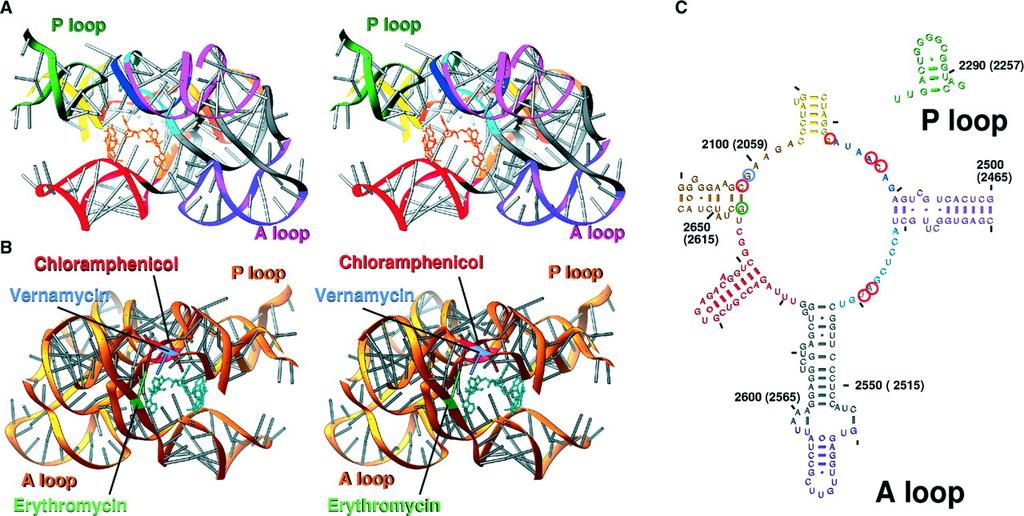 Mutations conferring antibiotic resistance map to 23S rrna peptidyltransferase loop View down active site