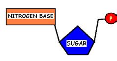 product d. base 70. The region on an enzyme to which a substrate binds is called a(n) a. substance b. active site c. polar end d. nucleus 71. Which enzyme below breaks down proteins? a. amylase b.
