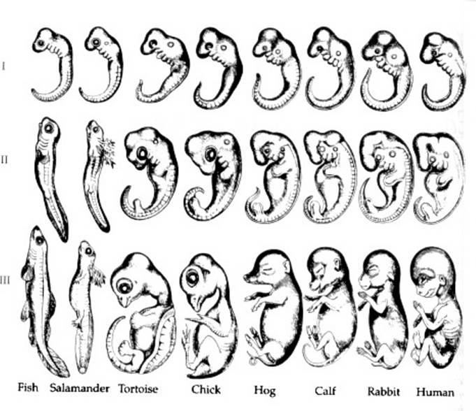 Embryology: Evolution Embryos of vertebrates are similar in appearance but may grow into different structures in