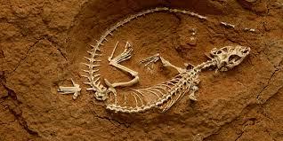 Paleontology The study of prehistoric life.