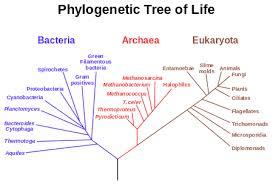 Phylogeny Phylogeny: evolutionary history An evolutionary theory has been developed that states all forms of life on earth are related because