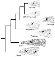 Phylogeny: Anatomy Phylogenies are constructed assuming anatomical differences increase with time.