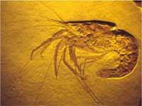 Phylogeny: Paleontology The fossil record provides information