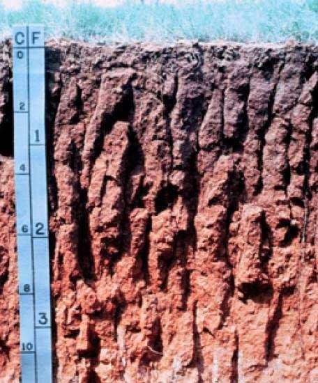 Subsurface horizons: Bt - luvic, (argilic) : clay enriched horizons with illuvial coloidal coatings.