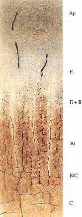 Luvisol Ap brown grey crumbly, compact E E+B light eluviated eluviated / illuviated Bt B/C C illuviated