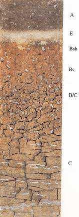 Podzol A E Bsh Bs B/C dark brown (typically forest soil)