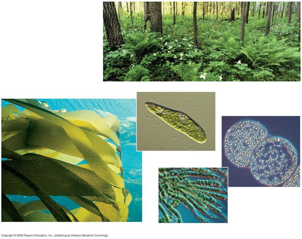Photosynthetic Organisms (a) Plants (c) Unicellular protist 10 µm (e)