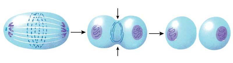 Cytokinesis in Animal Cells: Chapter 11: Cellular Reproduction Microfiliments form